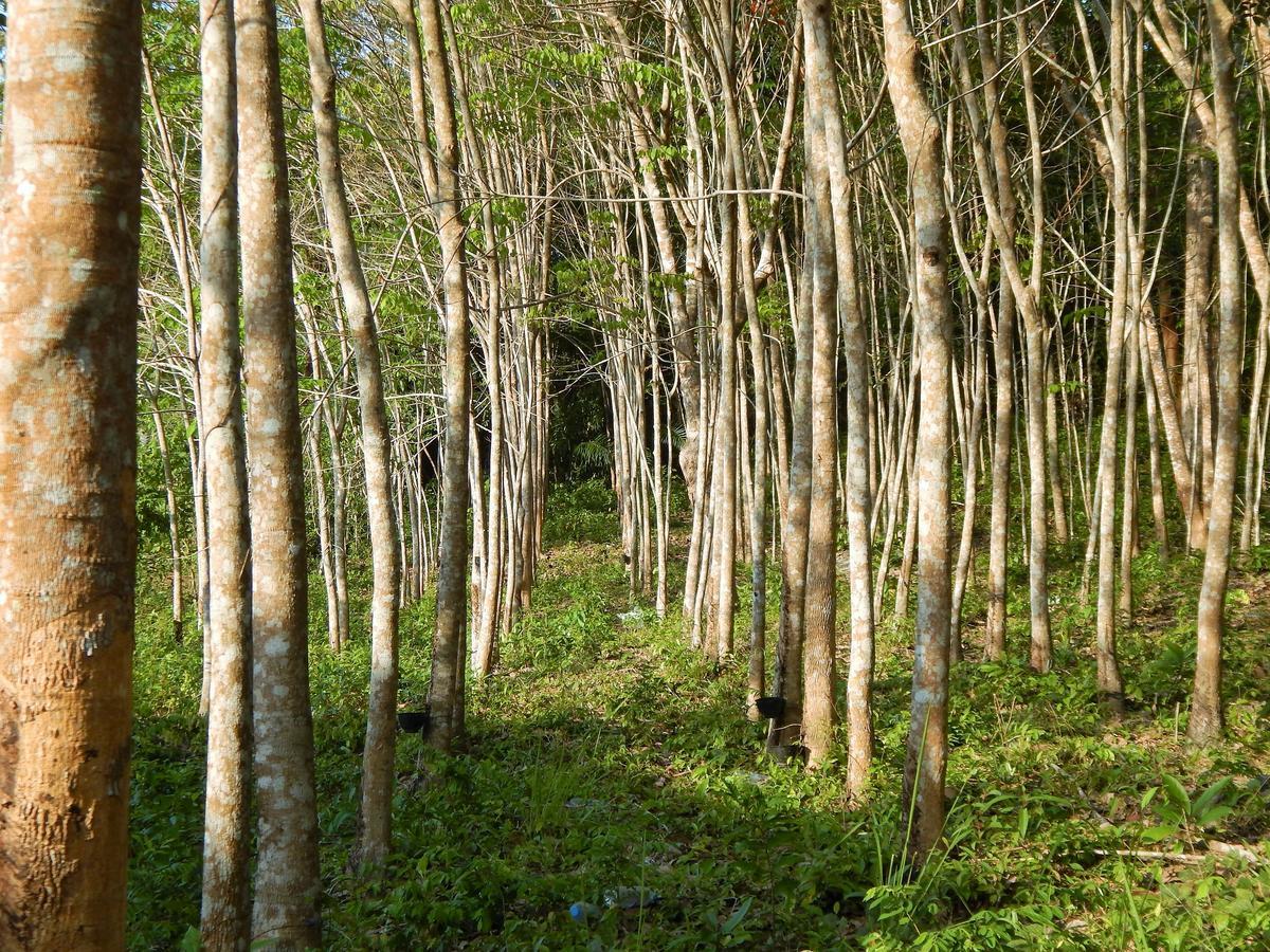 Rubber Tree Resort Ко-Ланта Экстерьер фото